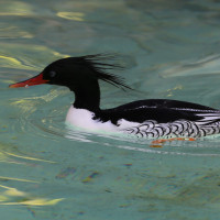 Scaly-sided Merganser